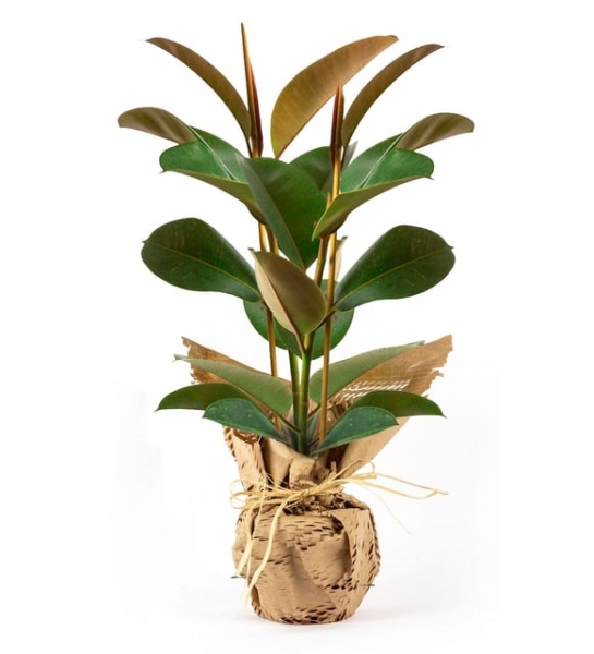 İkili Kauçuk Bitkisi (Ficus Elastica)