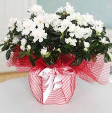 Saf Dokunuş (Beyaz Açelya)