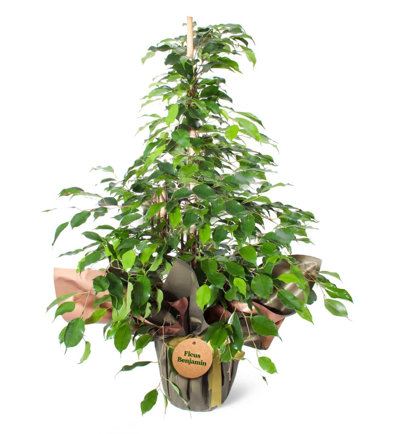 Ficus Benjamin 160 cm