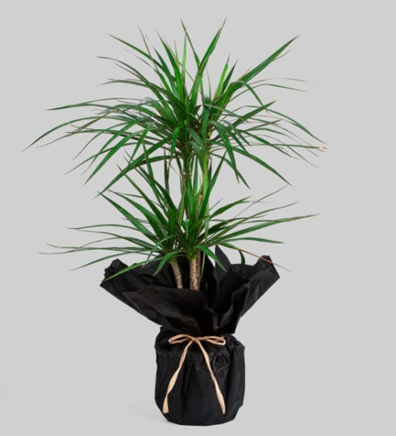 Dracaena Marginata