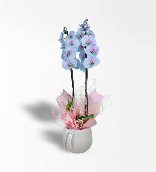Soft Elegance Orkide