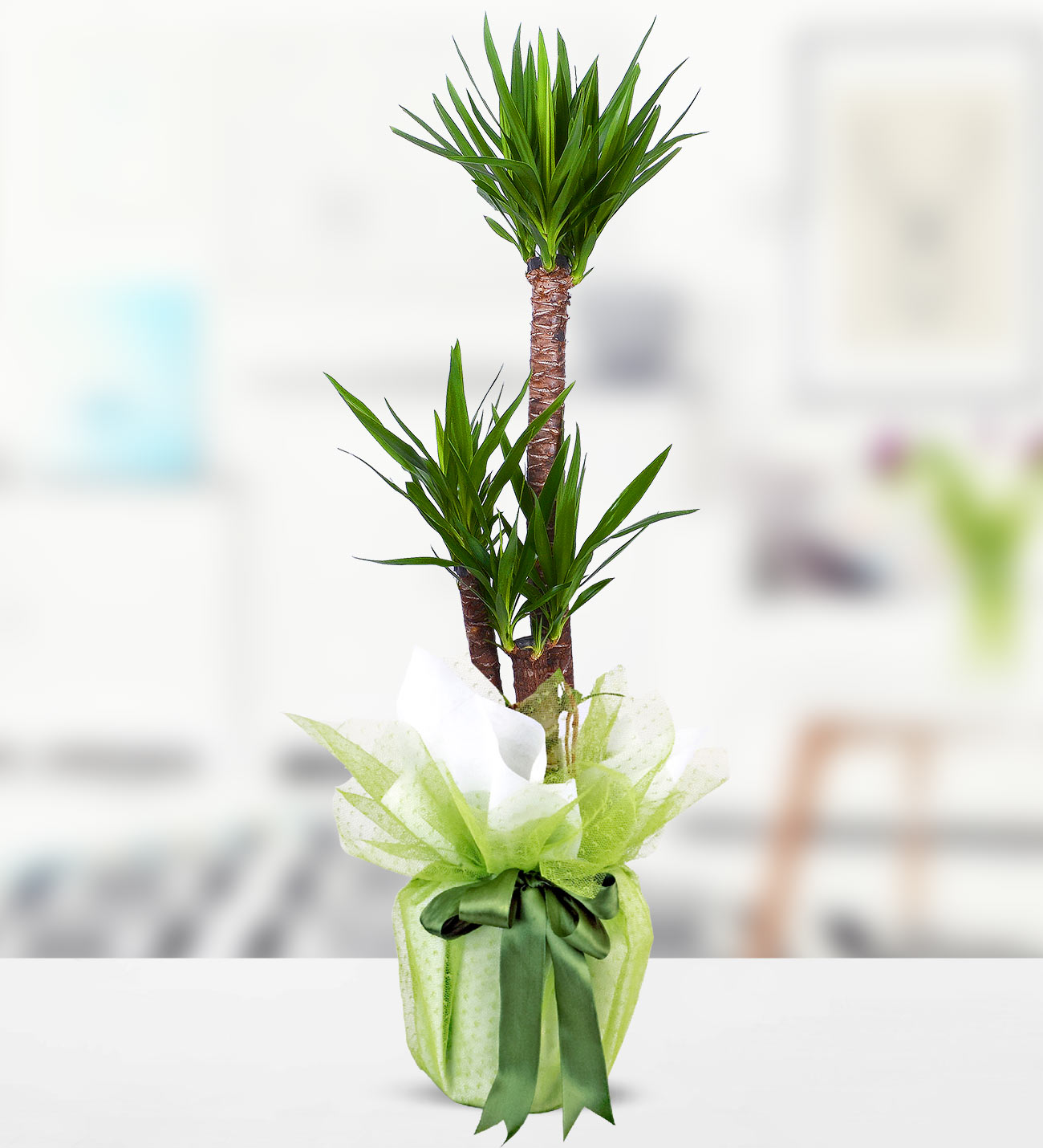 Üçlü Yucca Bitkisi